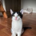 Photo of Sammy