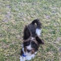 Photo of Mimi 7 Month Old Maltese X Poodle (Trial)