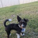 Photo of Mimi 7 Month Old Maltese X Poodle (Trial)