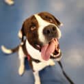 Photo of Buster