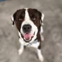 Photo of Buster