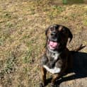 Photo of Brandy