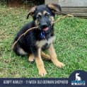 Photo of Harley 11 Week Old German Shepherd (Trial)