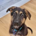 Photo of Harley 11 Week Old German Shepherd (Trial)