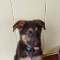 Photo of Harley 11 Week Old German Shepherd (Trial)