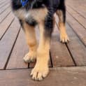 Photo of Harley 11 Week Old German Shepherd (Trial)