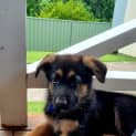 Photo of Harley 11 Week Old German Shepherd (Trial)