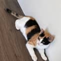 Photo of Comet