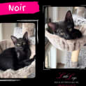 Photo of Noir