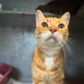 Photo of Ottis