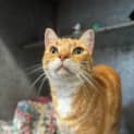 Photo of Ottis