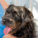 Photo of Barney