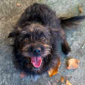 Photo of Barney