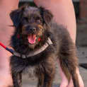 Photo of Barney