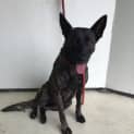 Photo of Piper