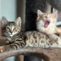 Photo of Mira**2nd Chance Cat Rescue**
