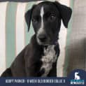 Photo of Parker 12 Week Old Border Collie X (Trial)