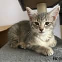 Photo of Bobby