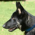 Photo of Spy