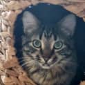 Photo of Maggie