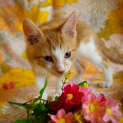 Photo of Bashful