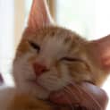Photo of Bashful