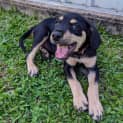 Photo of Pan