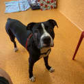 Photo of Sarge