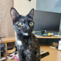 Photo of Penny