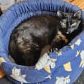 Photo of Penny