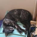 Photo of Penny