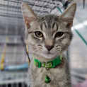 Photo of Dandy (Dandelion)