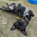 Photo of Kazoo