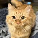 Photo of Gouda