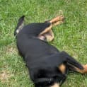 Photo of George 3 Year Old Kelpie X (Trial)