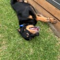 Photo of George 3 Year Old Kelpie X (Trial)