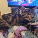 Photo of Cleo