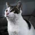 Photo of Alucard