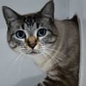 Photo of Dumpling