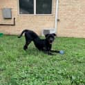 Photo of Digger