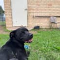 Photo of Digger