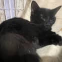 Photo of Binx