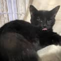 Photo of Binx