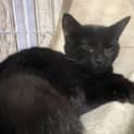 Photo of Binx