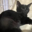 Photo of Binx
