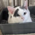 Photo of Snowball