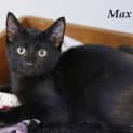 Photo of Max   Petstock