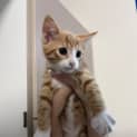 Photo of Cinnamon