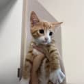 Photo of Cinnamon