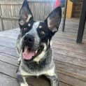 Photo of Layla 